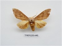 藏品(黃二星舟蛾)的圖片